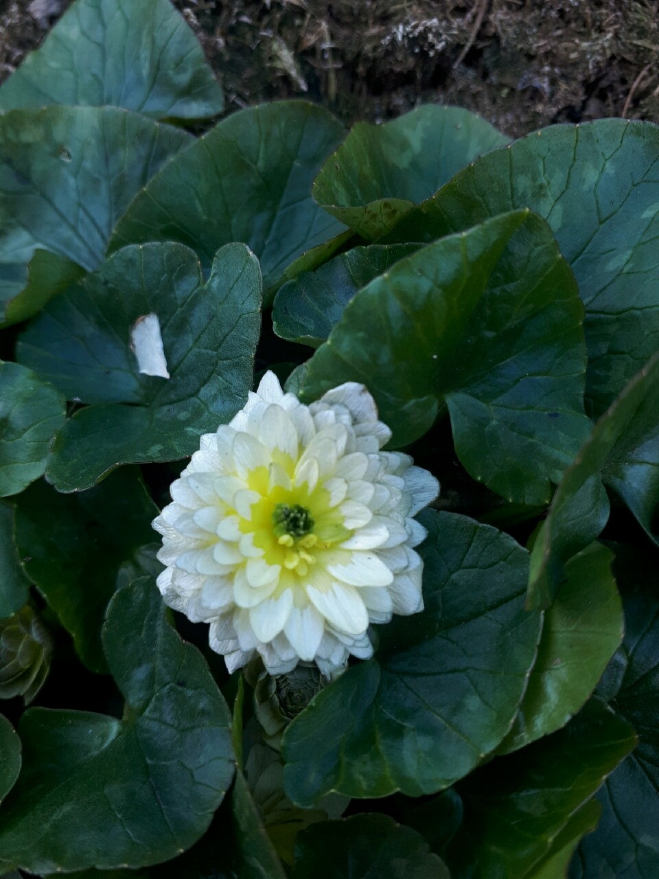 Весеннее зерно' Ken Aslet ' рассада