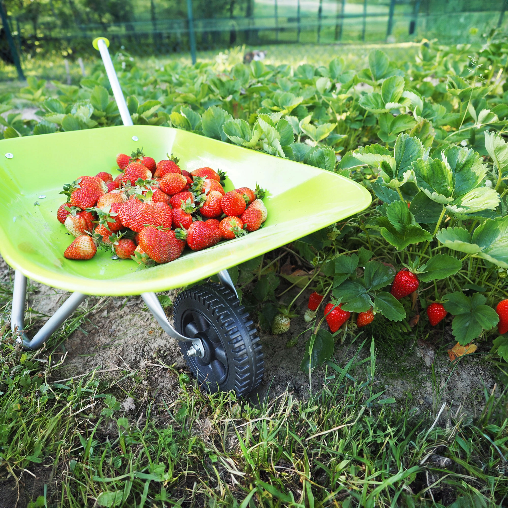 ZESTAW OGRODOWY ŁOPATA GRABIE MOTYKA MIOTŁA TĘCZA 4SZT Wiek dziecka 18 m +