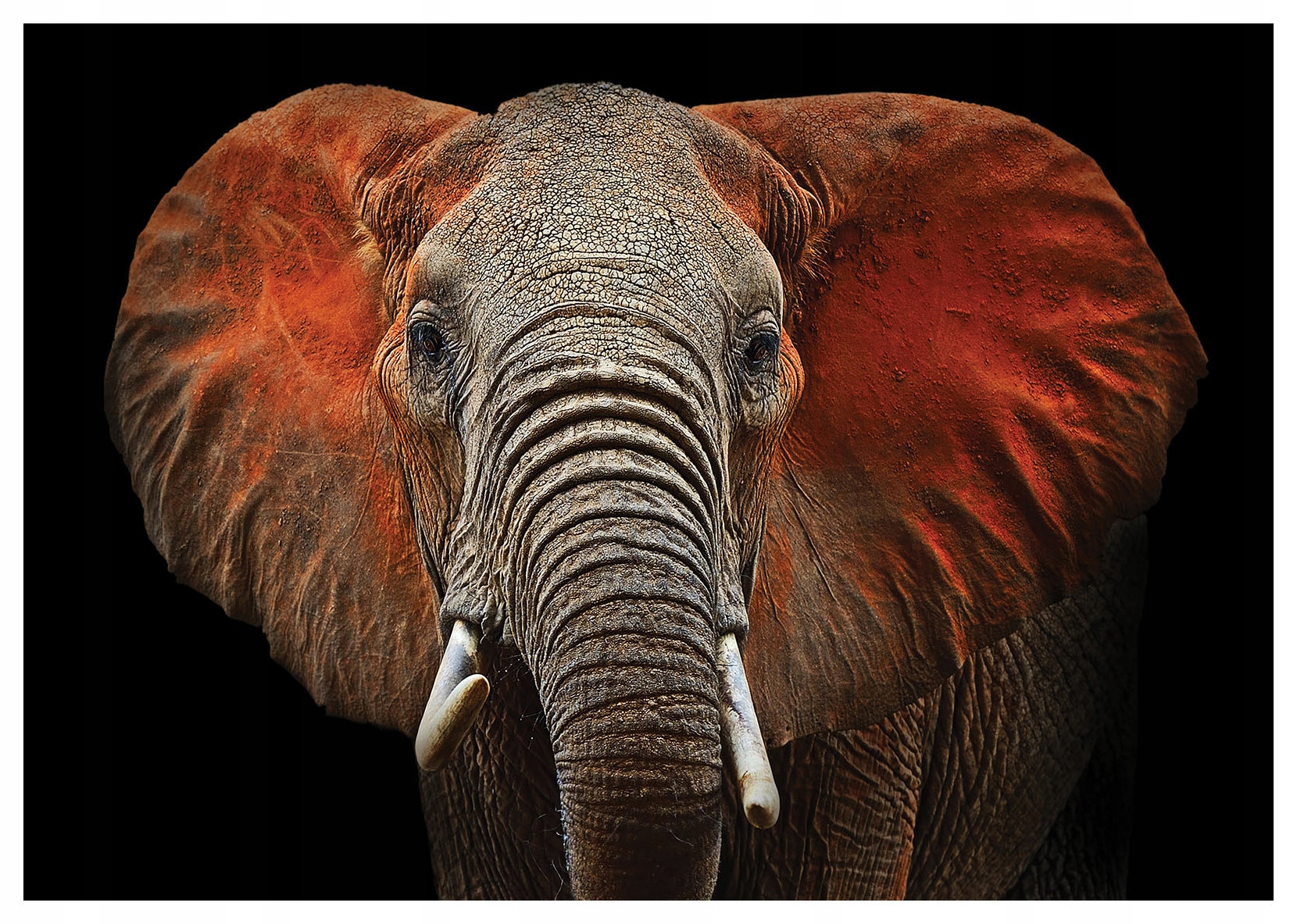 Fototapeta flizelina Hlava slona afrického realistická 368x254 lepidlo