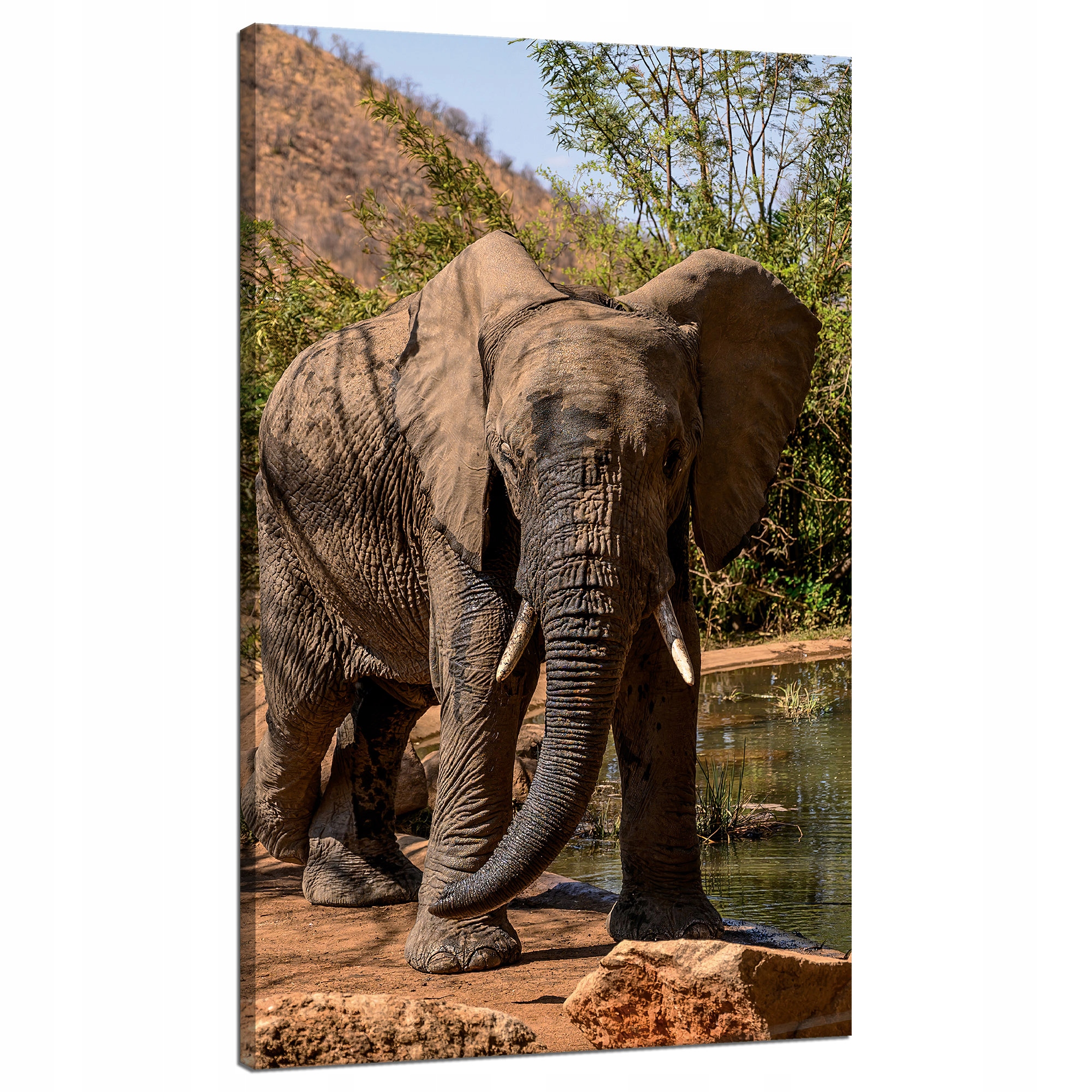 Obraz na plátně Slon Afrika Voda Bláto Slunce 70x120 cm Ideální jako dárek