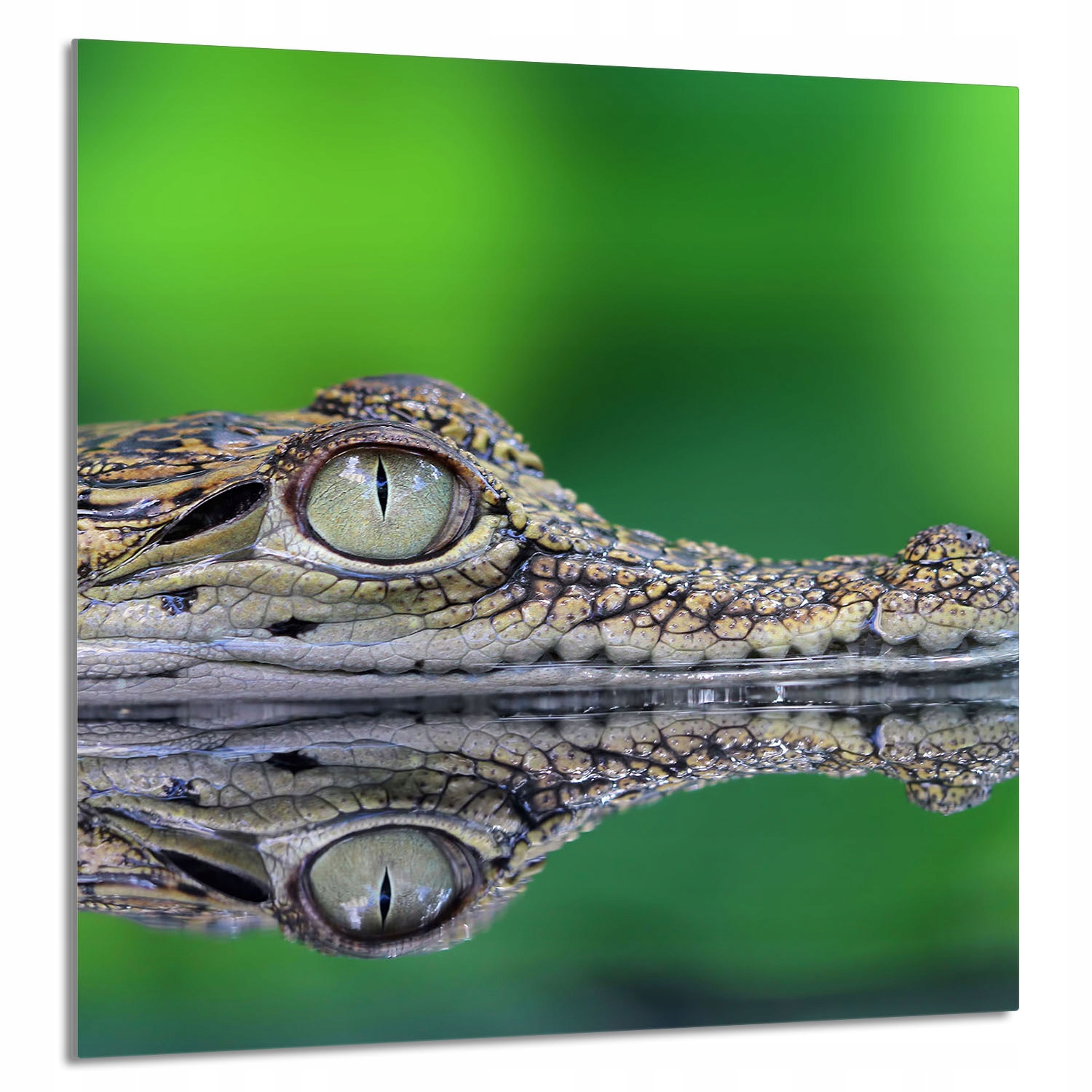 Skleněný Panel Do Kuchyně 60x65 Krokodýl Tvrzené Sklo