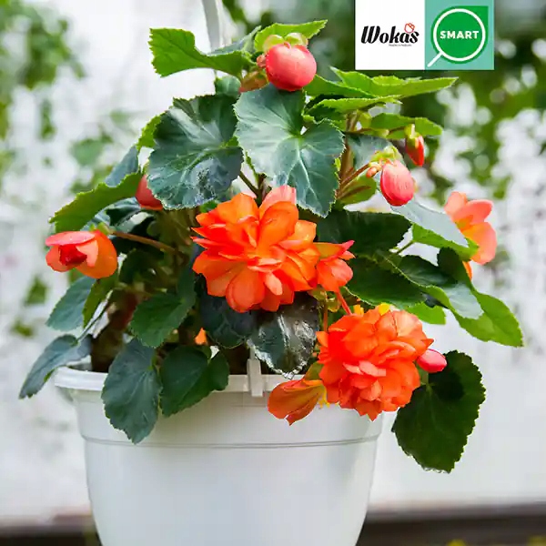 Ziemia do kwiatów balkonowych 10 litrów Marka Wokas