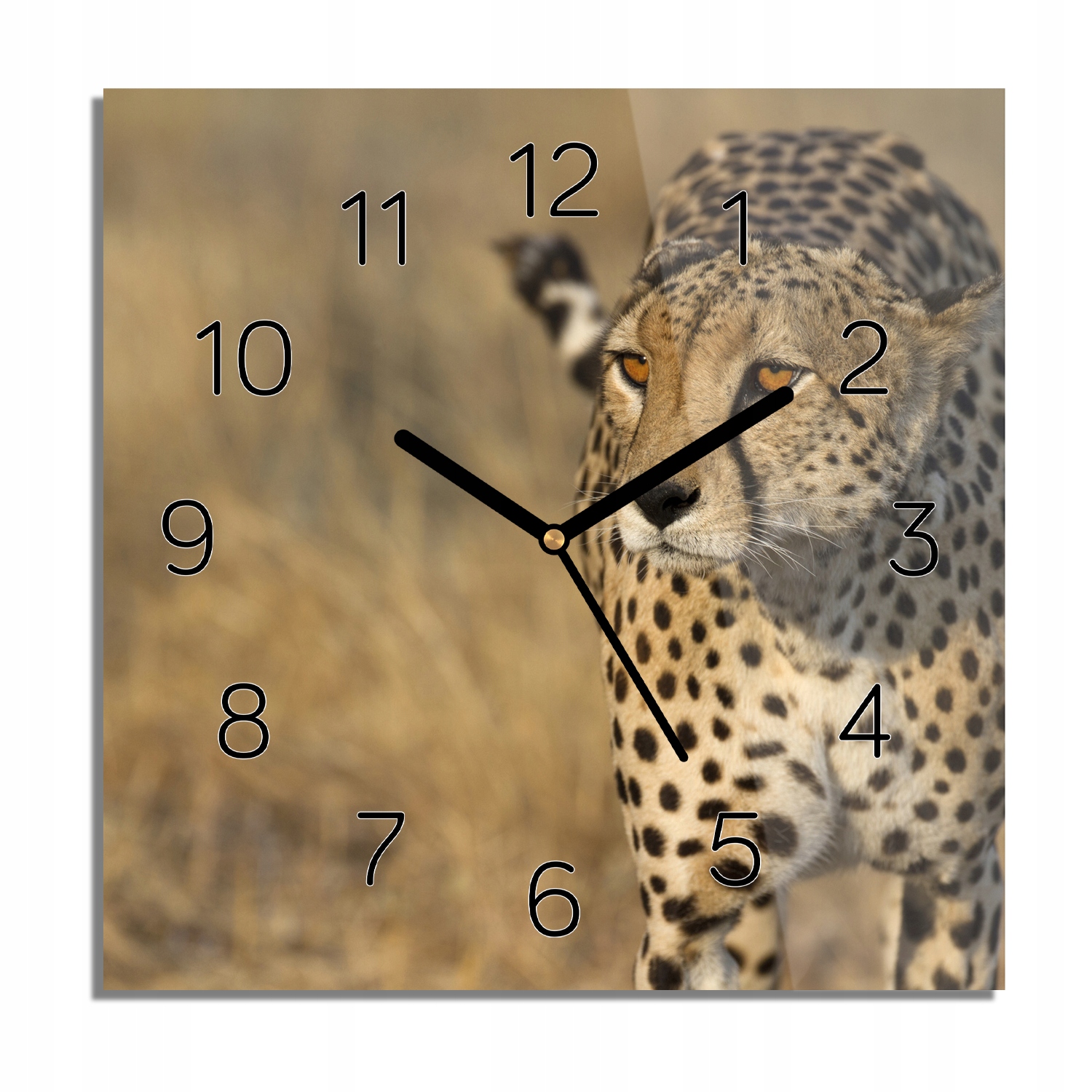 

Gepard trawa foto-zegar do sypialni 30x30 z foto