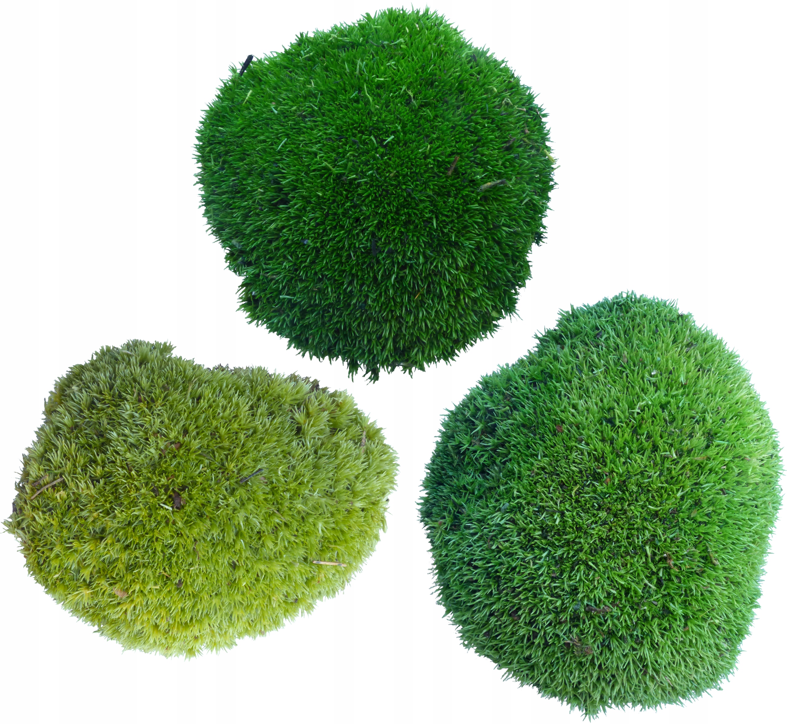 Mech Poduszkowy Jasnozielony PREMIUM Kępka sztuka Kod producenta mkpklg