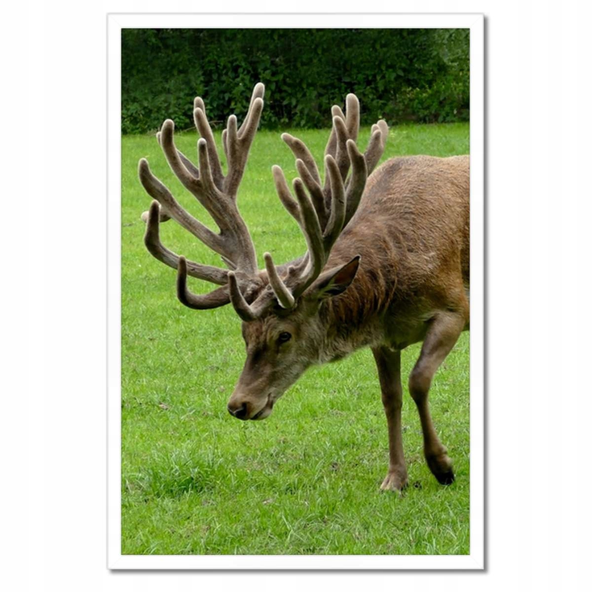 Plakáty v rámu 40x60 Jelen Jelení paroháč