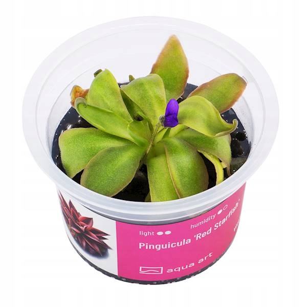 Pinguicula 'Red Starfish' - Roślina do terrarium - kubek 6cm