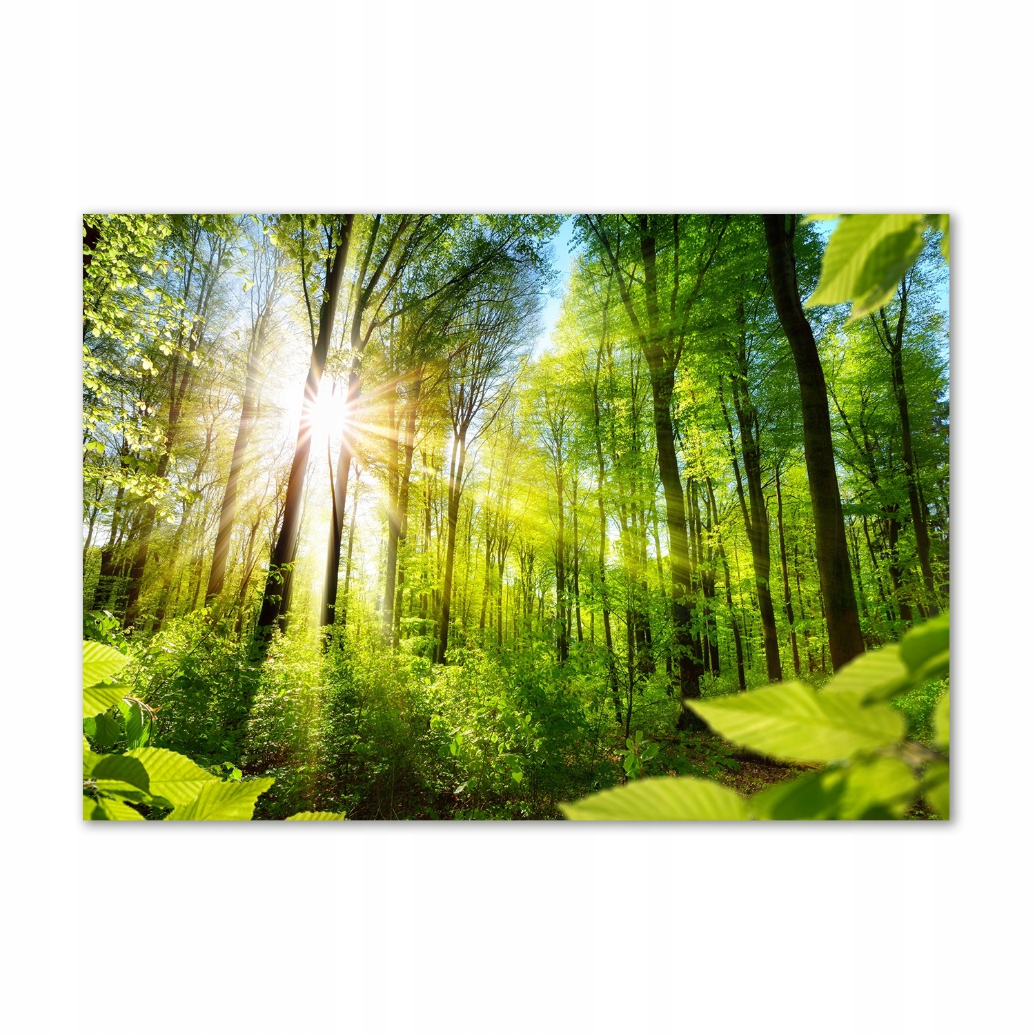 

Foto obraz szkło akrylowy Las w słońcu 100x70 cm