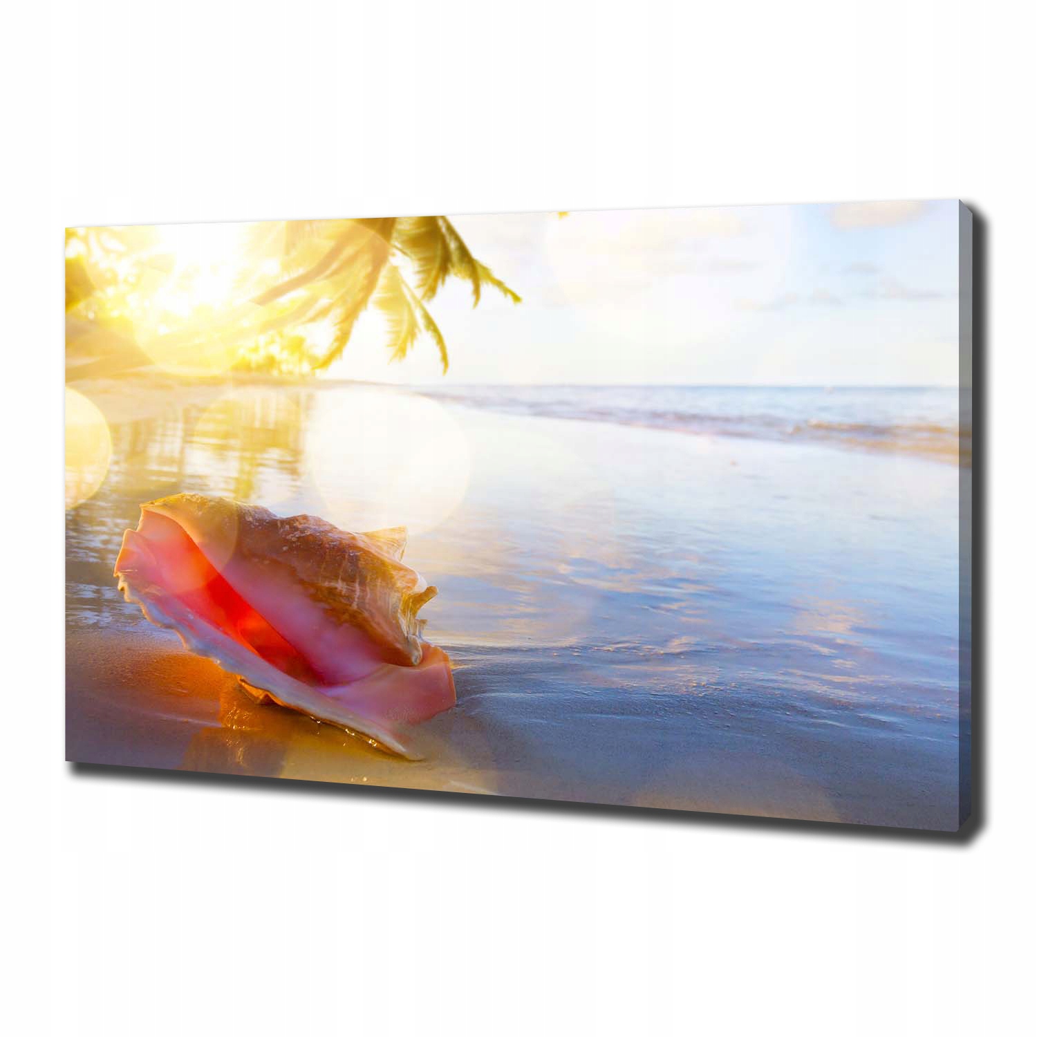 

Foto obraz na płótnie Muszla na plaży 100x70 cm