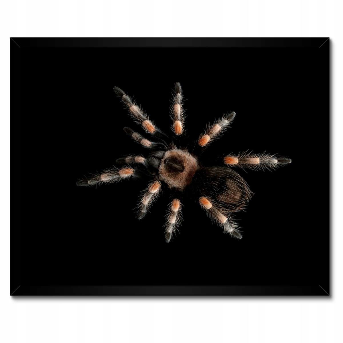 Plakáty v rámu 50x40 Velká tarantule, pavouk