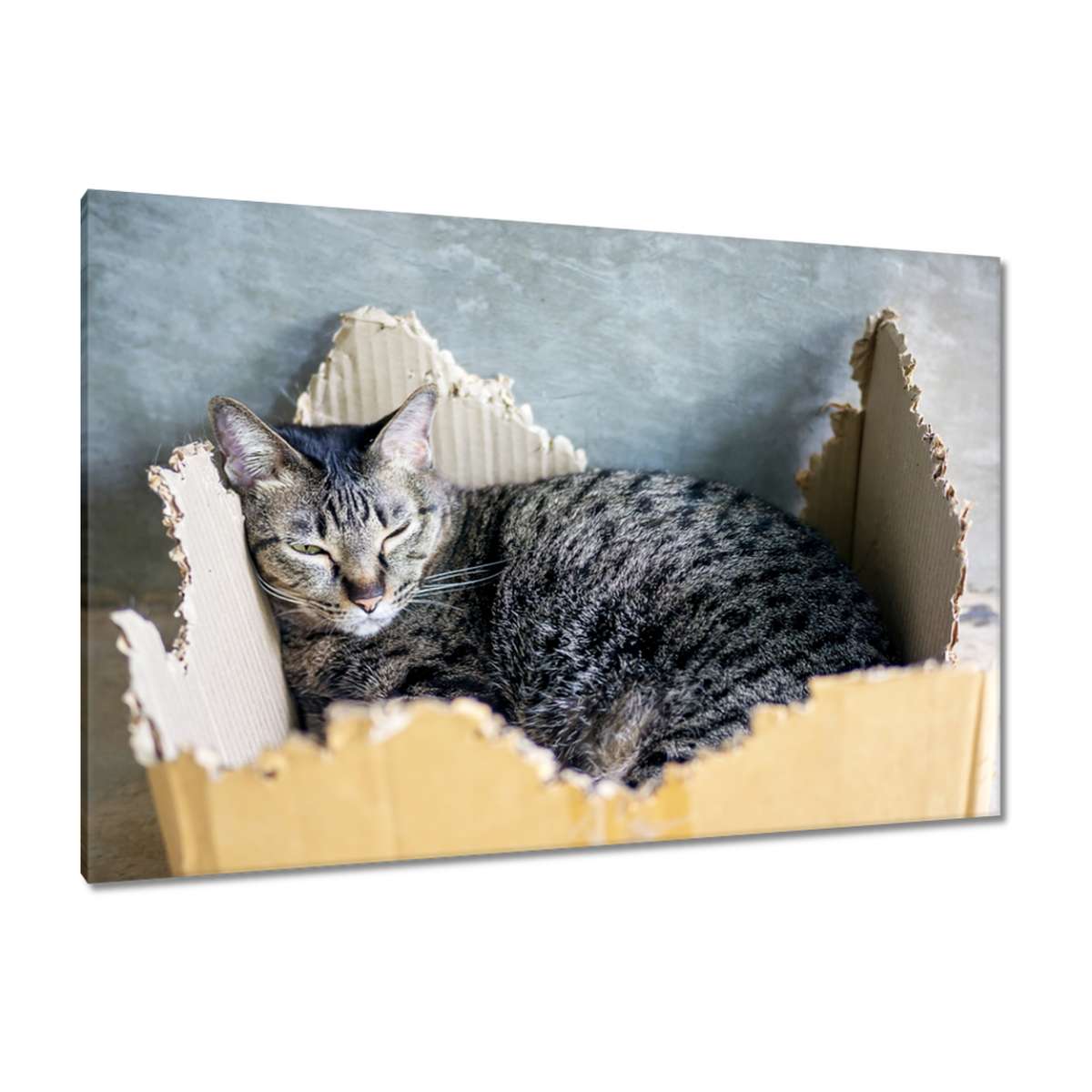 Obrazy 120x80 Kočka Kotě Kočky Kočka