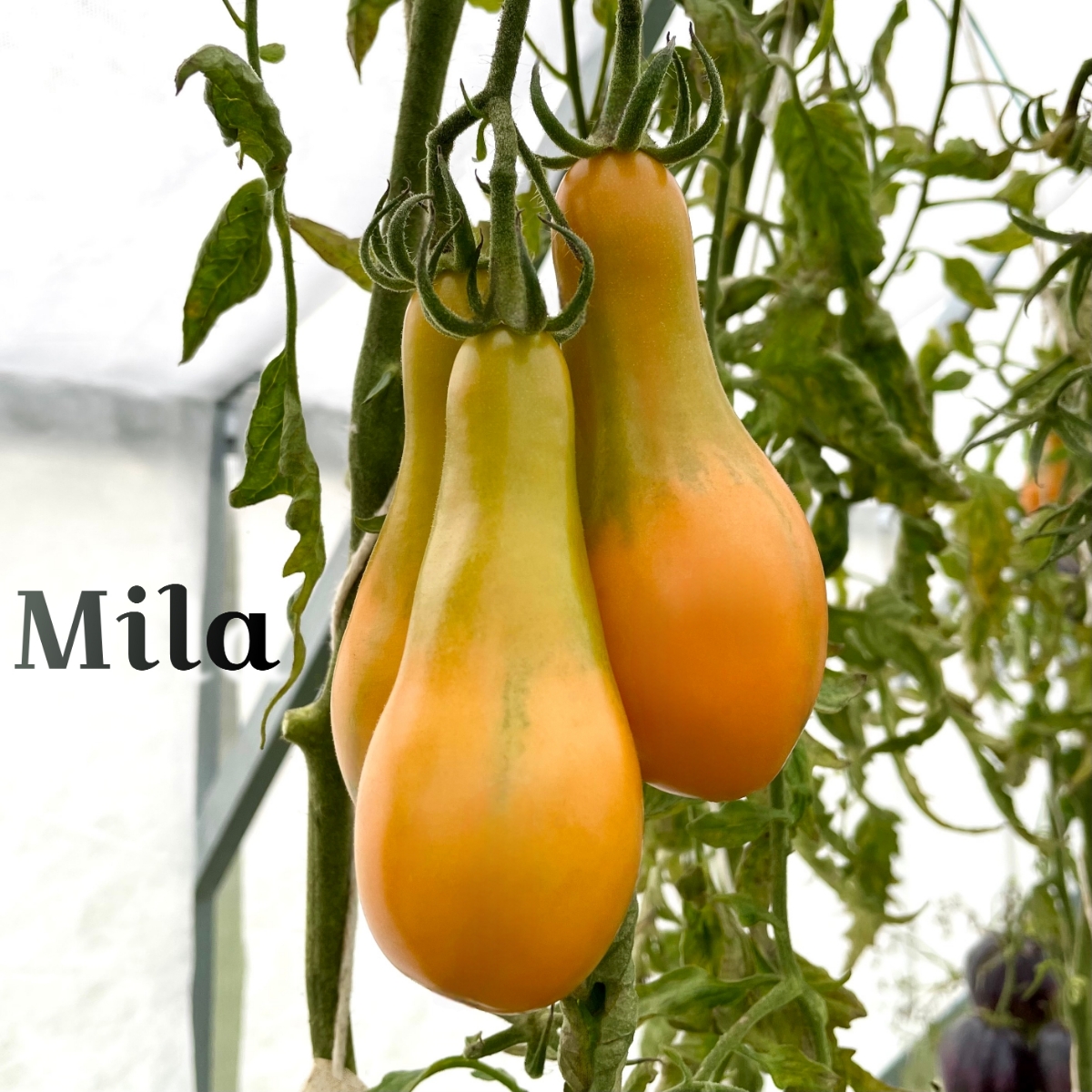 Pomidor Mila - duża koktajlówka