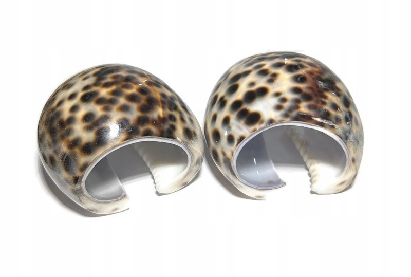 Prsten/kroužek na ubrousek mušle 6 ks