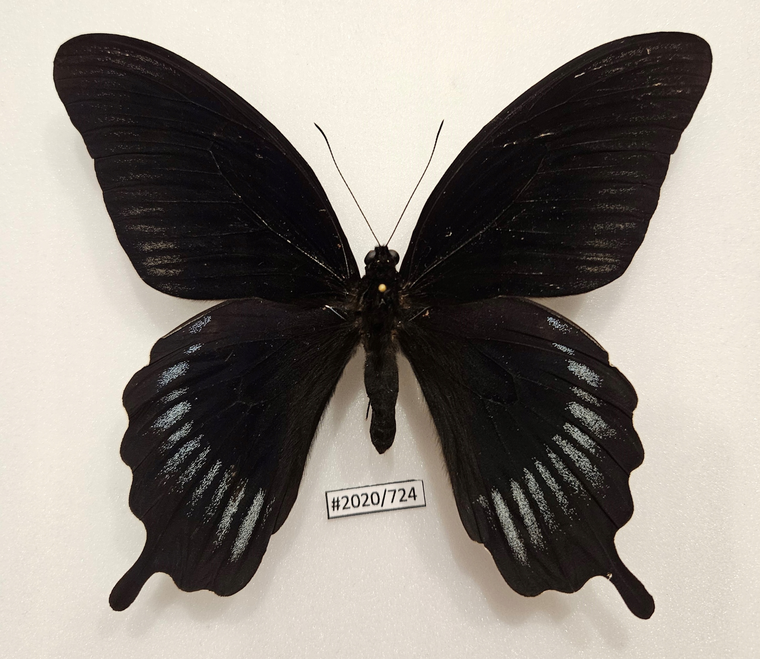 Бабочка Papilio deiphobus спинная сторона самца .