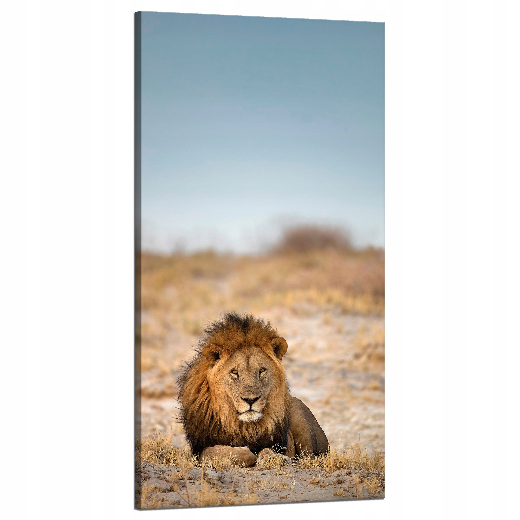 Obraz na plátně Lev na Savaně Příroda 60x120 cm