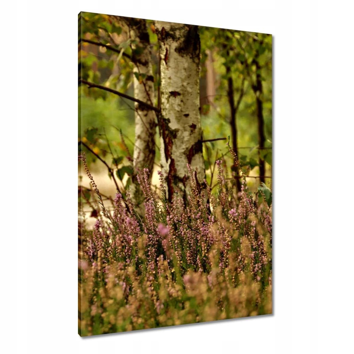 Obrazy 70x100 Bříza mezi vřesy Les