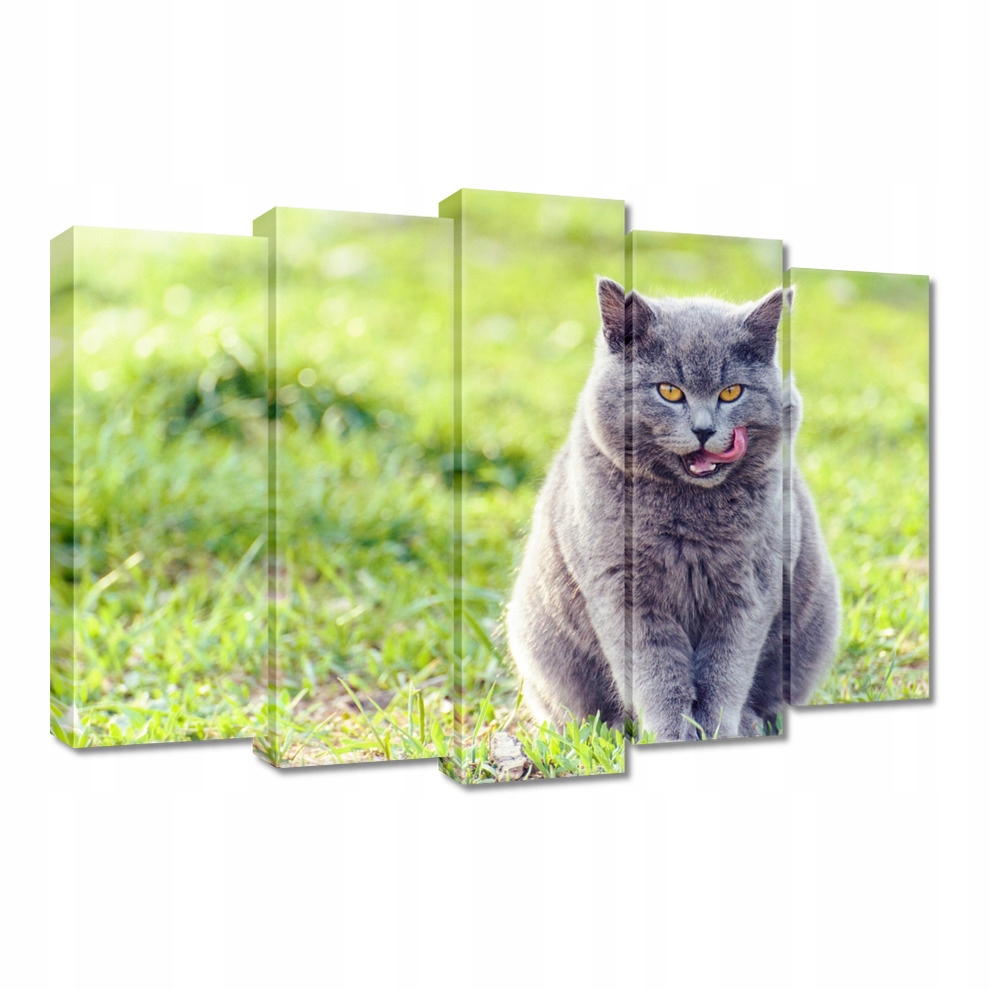 

Obrazy 70x50 Kotek Kotki Koty Kicia