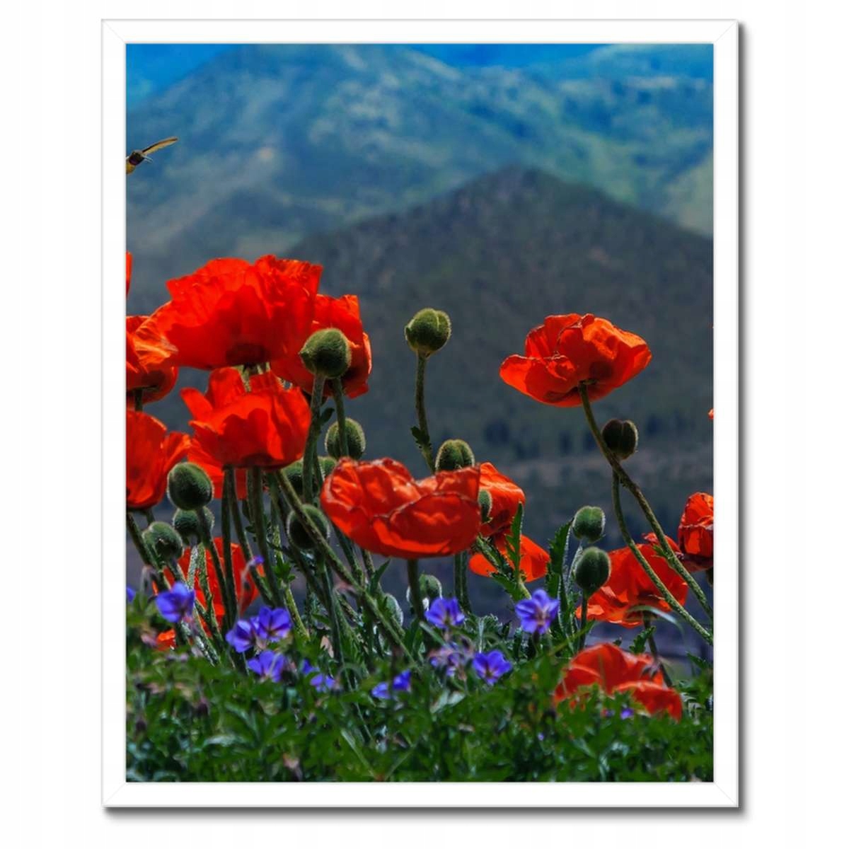 Plakáty v rámu 40x50 Červené máky Květiny