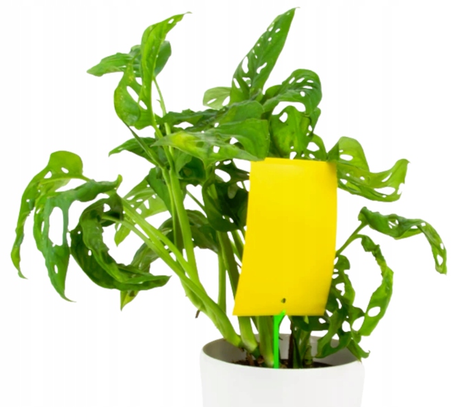 AGROPAK ŻÓŁTE PUŁAPKI LEPOWE NA OWADY ZIEMIÓRKI MSZYCE 12 szt Kod producenta 5907734040195