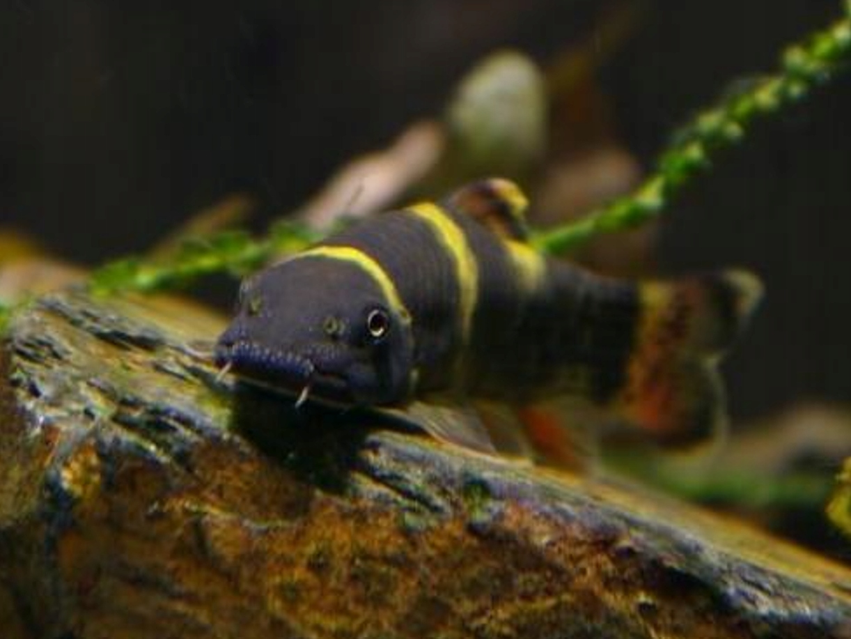 Nepalka myanmarska - Garra flavatra