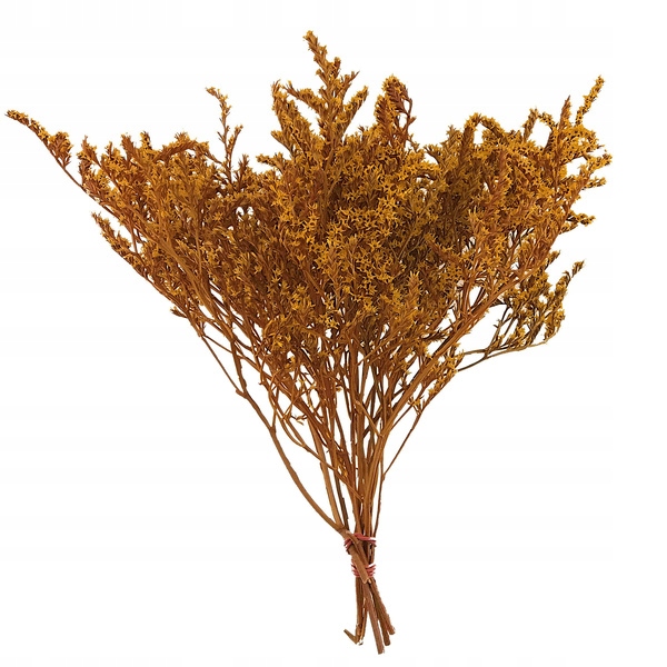 ZATRWIAN TATARSKI POMARAŃCZOWY statica suszki