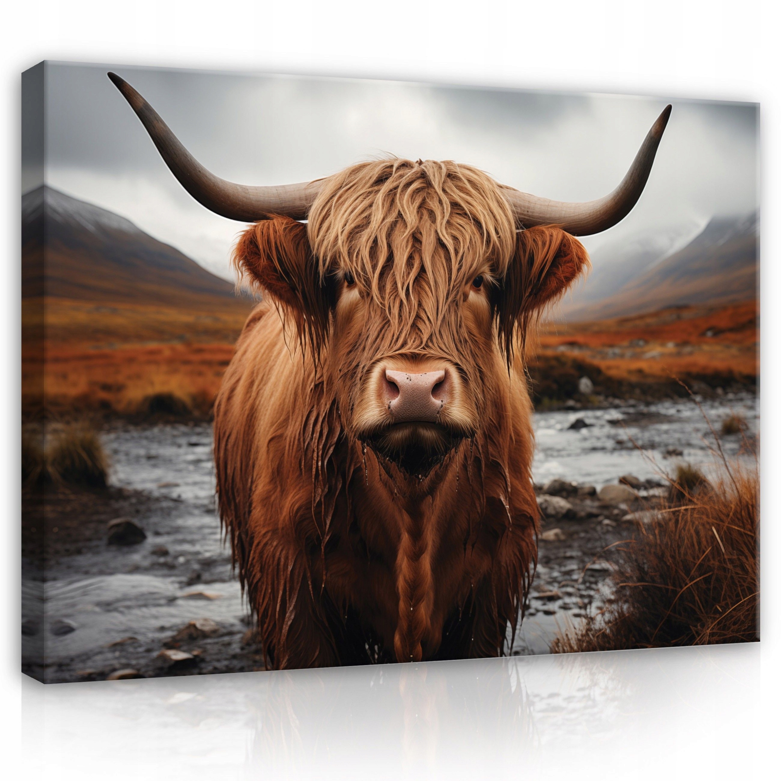 Obraz 100x75 Skotská kráva vysočina hory příroda zvířata Skotsko krajina