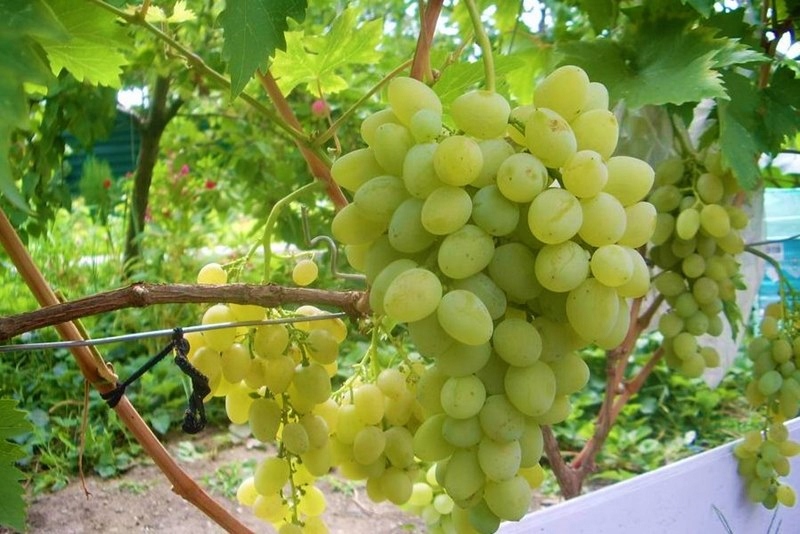 Winogrono białe ONTARIO winorośl MROZOODPORNA (Winogrono białe ONTARIO sadzonka) • Cena, Opinie • Rośliny owocowe 11817526271 • Allegro