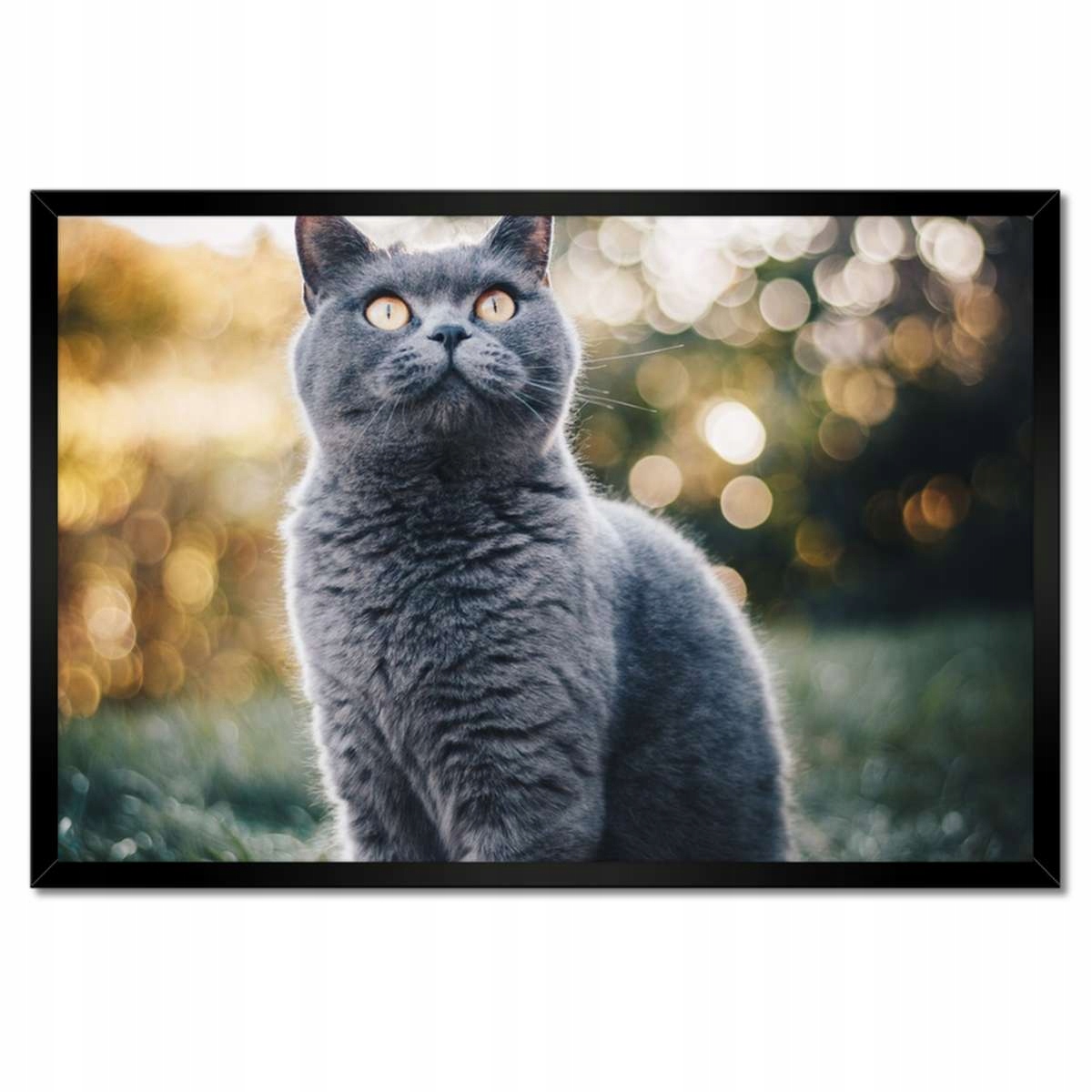 Plakáty v rámu 60x40 Svádějící kočka kotě