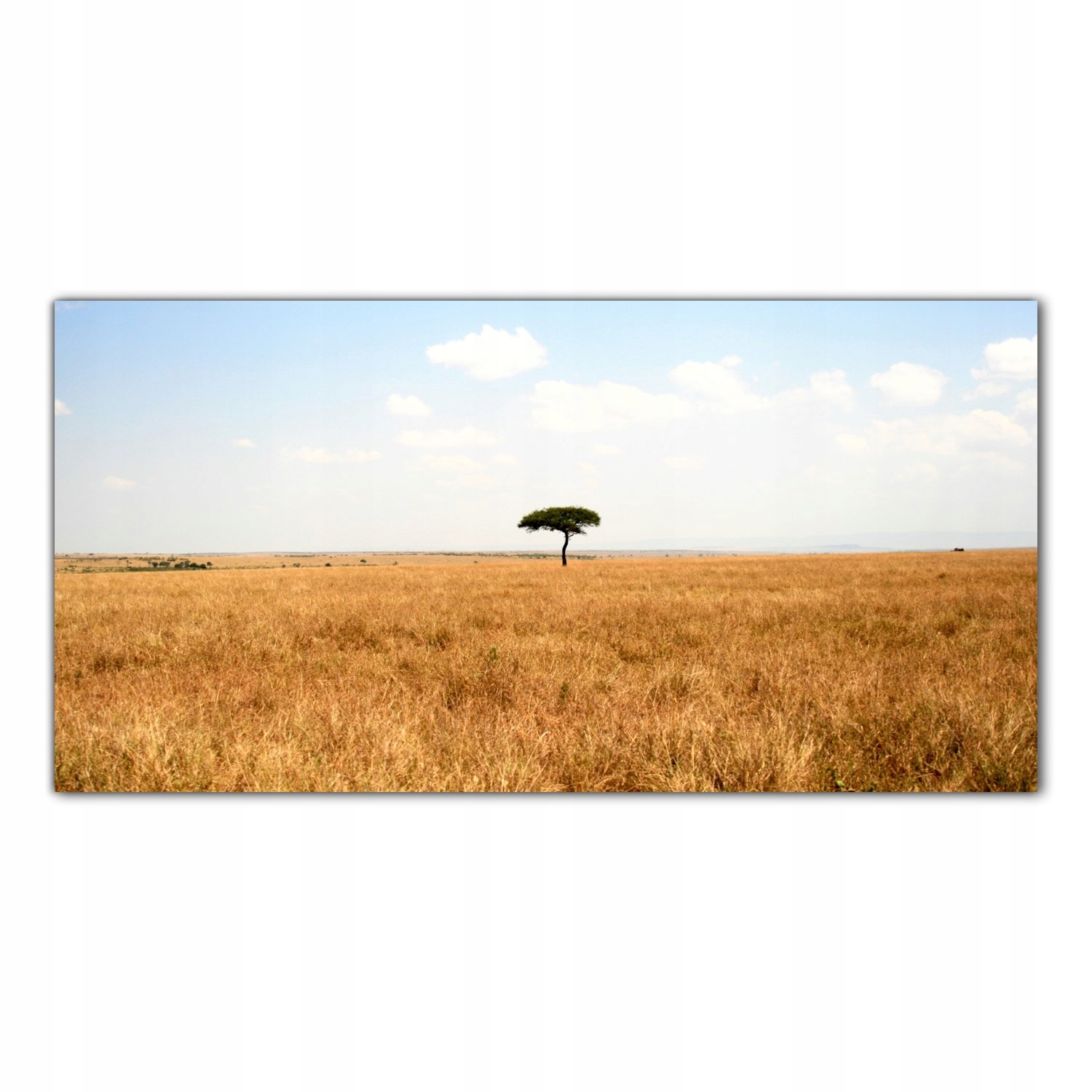 

Obraz na szkle Foto Afryka Drzewo Sawanna 100x50
