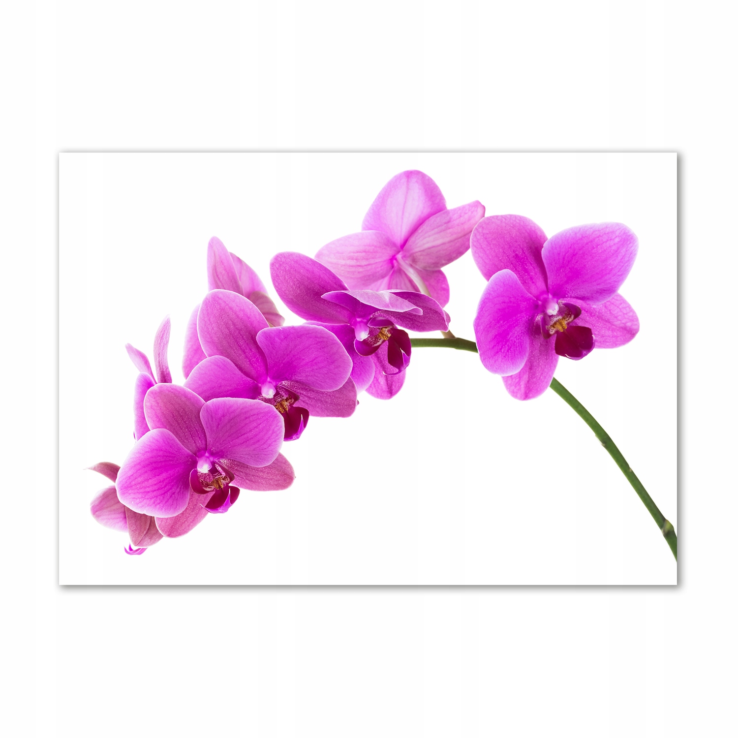 

Fotoobraz na ścianę szklany Różowa orchidea 100x70