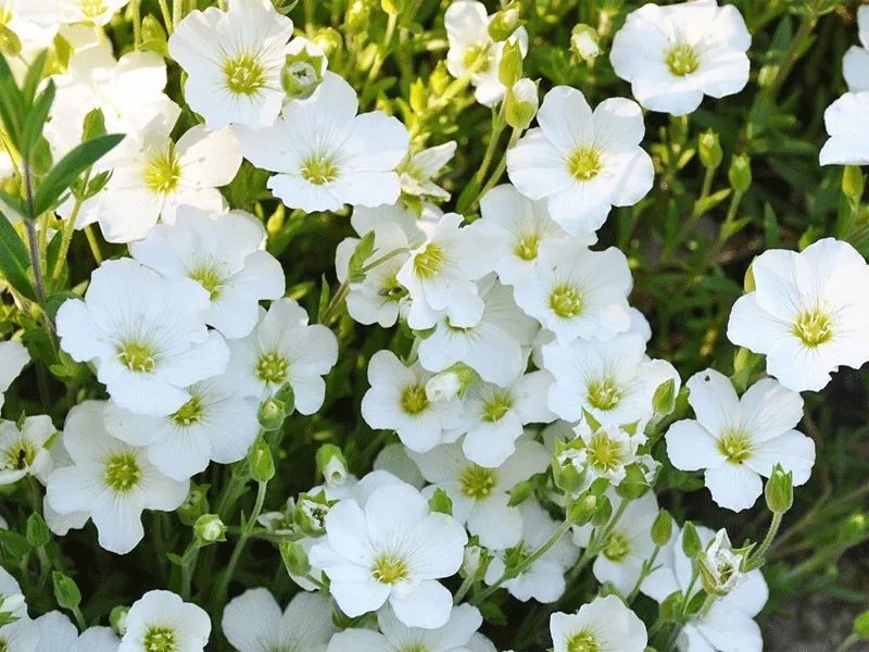 песчаник горный - arenaria Ronda White