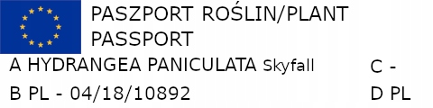 HORTENSJA BUKIETOWA Skyfall - sadzonki w don. Rodzaj rośliny hortensje