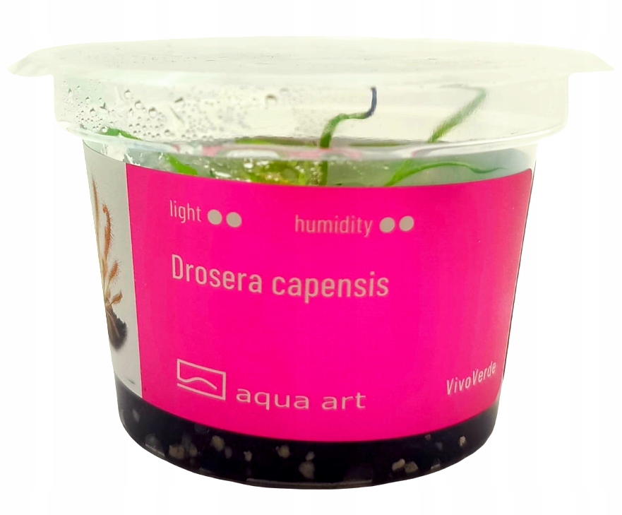Drosera capensis - Roślina do paludarium - kubek 6cm
