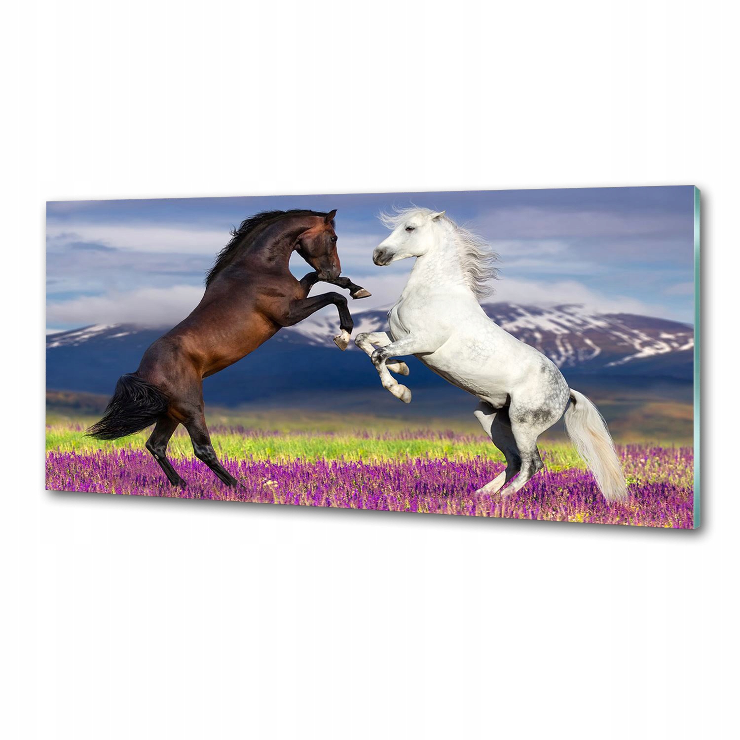 Lacobel panel Bojující koně hory 125x50 cm Lepidlo
