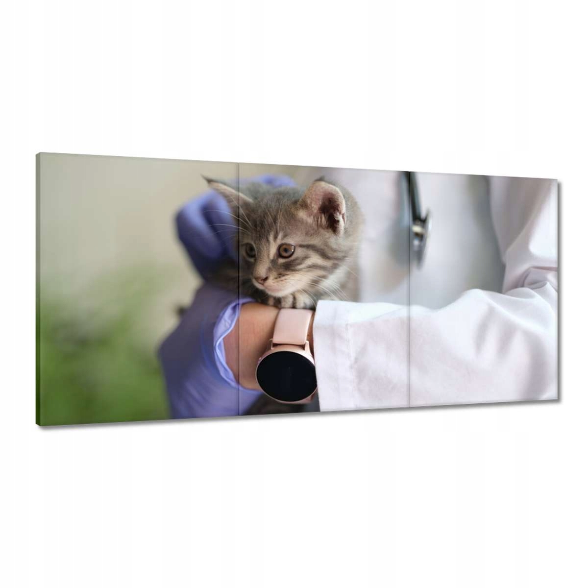 Obrazy 180x90 Veterinárne vyšetrenie mačka