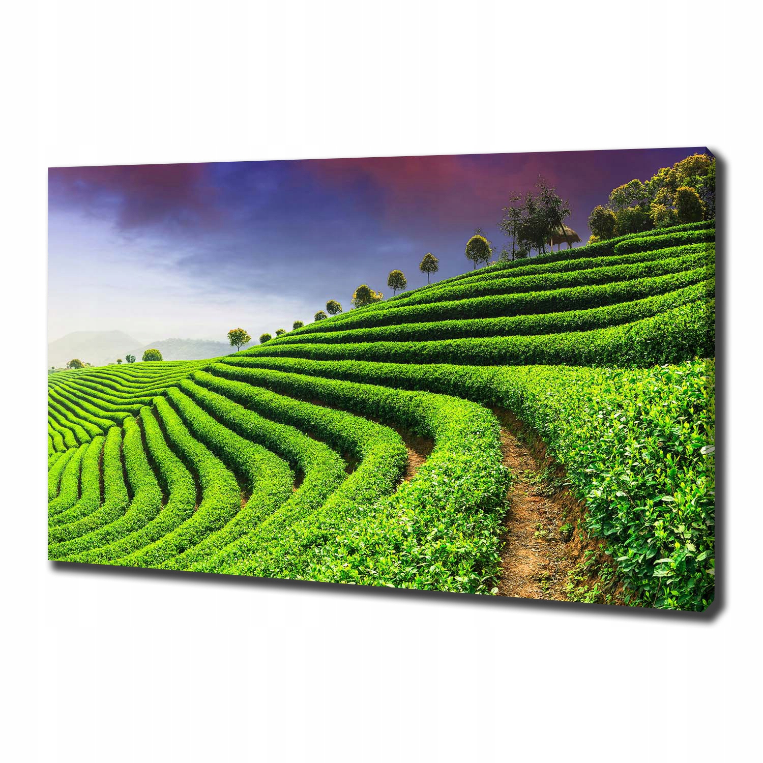 

Foto obraz na płótnie Plantacja herbaty 100x70 cm