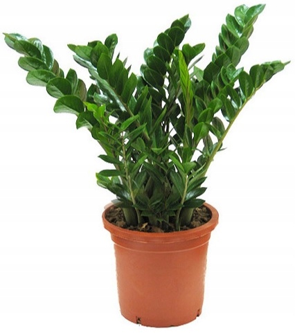 Odżywka Zamiokulkas i Doniczkowe 30 ml AGRECOL Zastosowanie do roślin balkonowych do roślin domowych