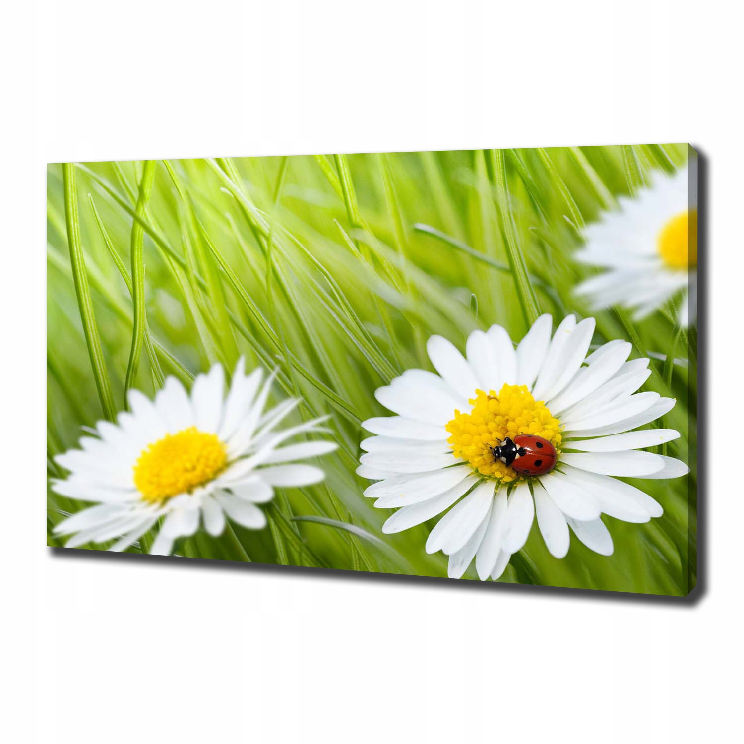 Fotoobraz canvas na zeď Sedmikrásky 100x70 cm