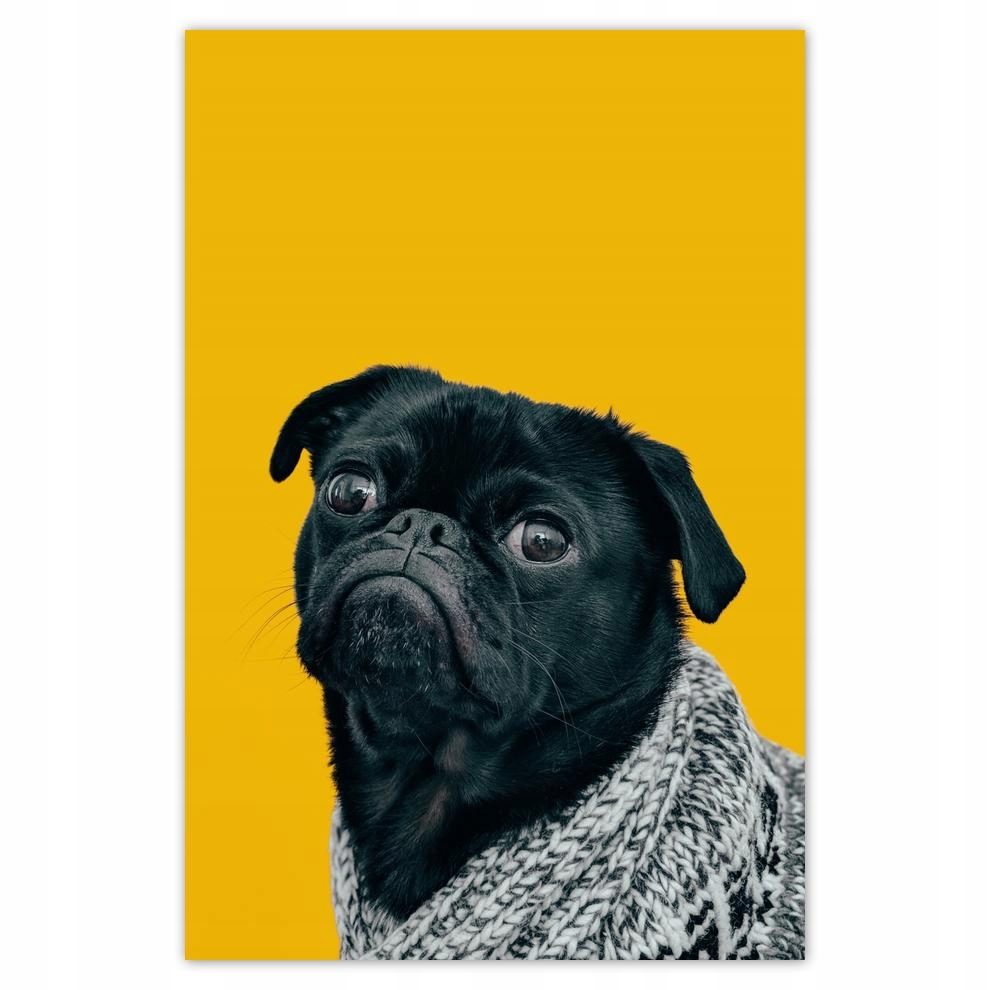 

Plakaty 40x60 Pies Piesek Psiaki