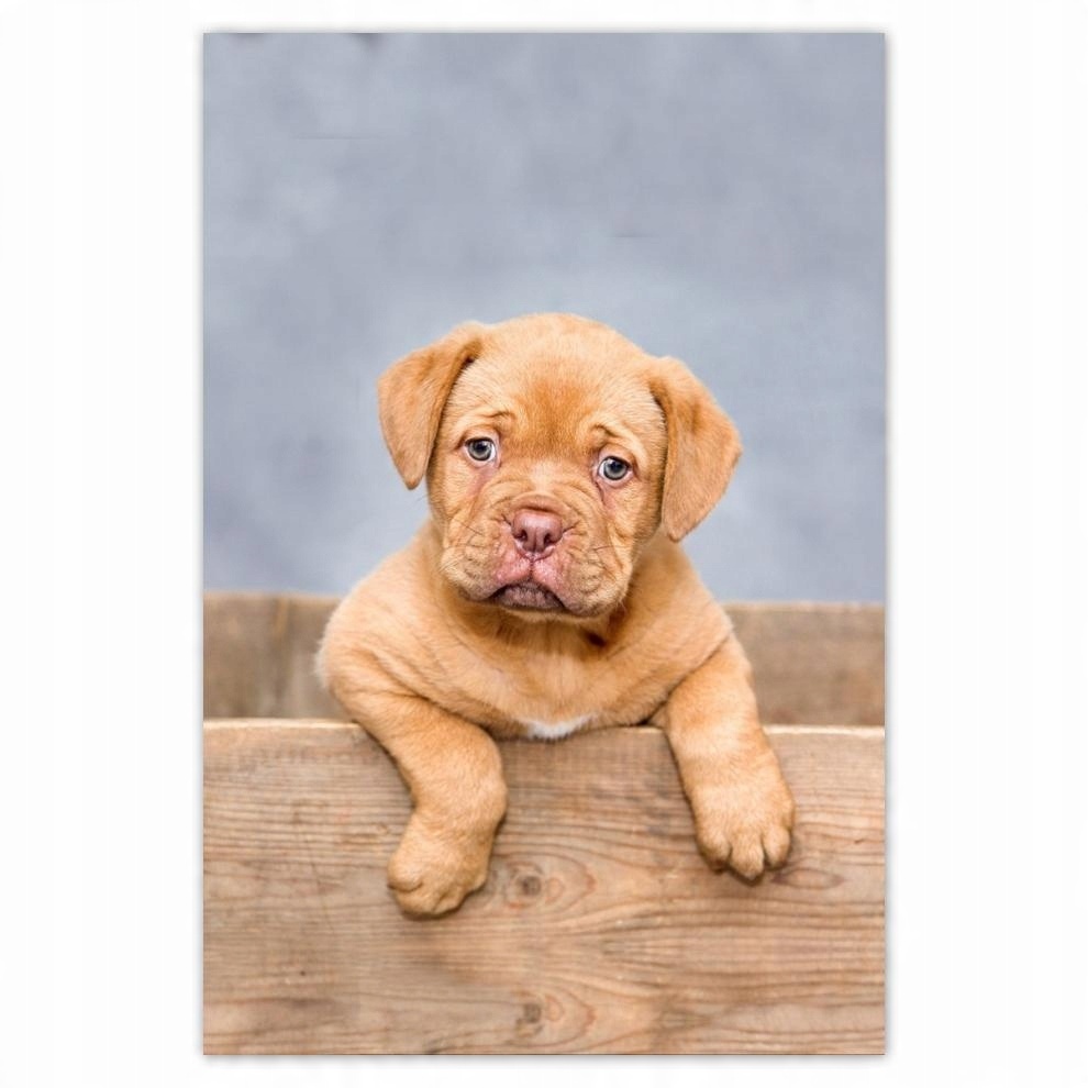 

Plakaty 40x60 Szczeniak DogueDeBordeaux