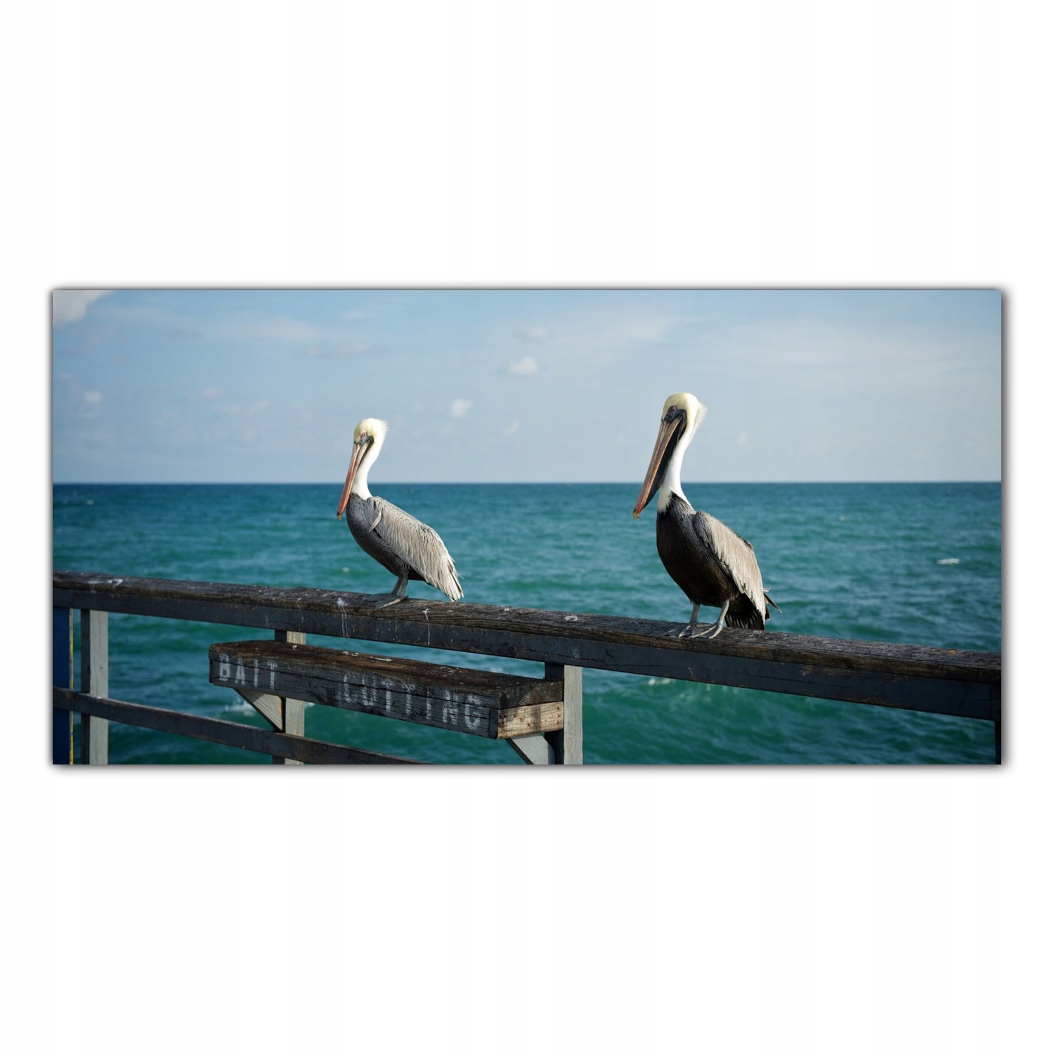 Skleněný fotoobraz Pelikán Pták Miami 120x60