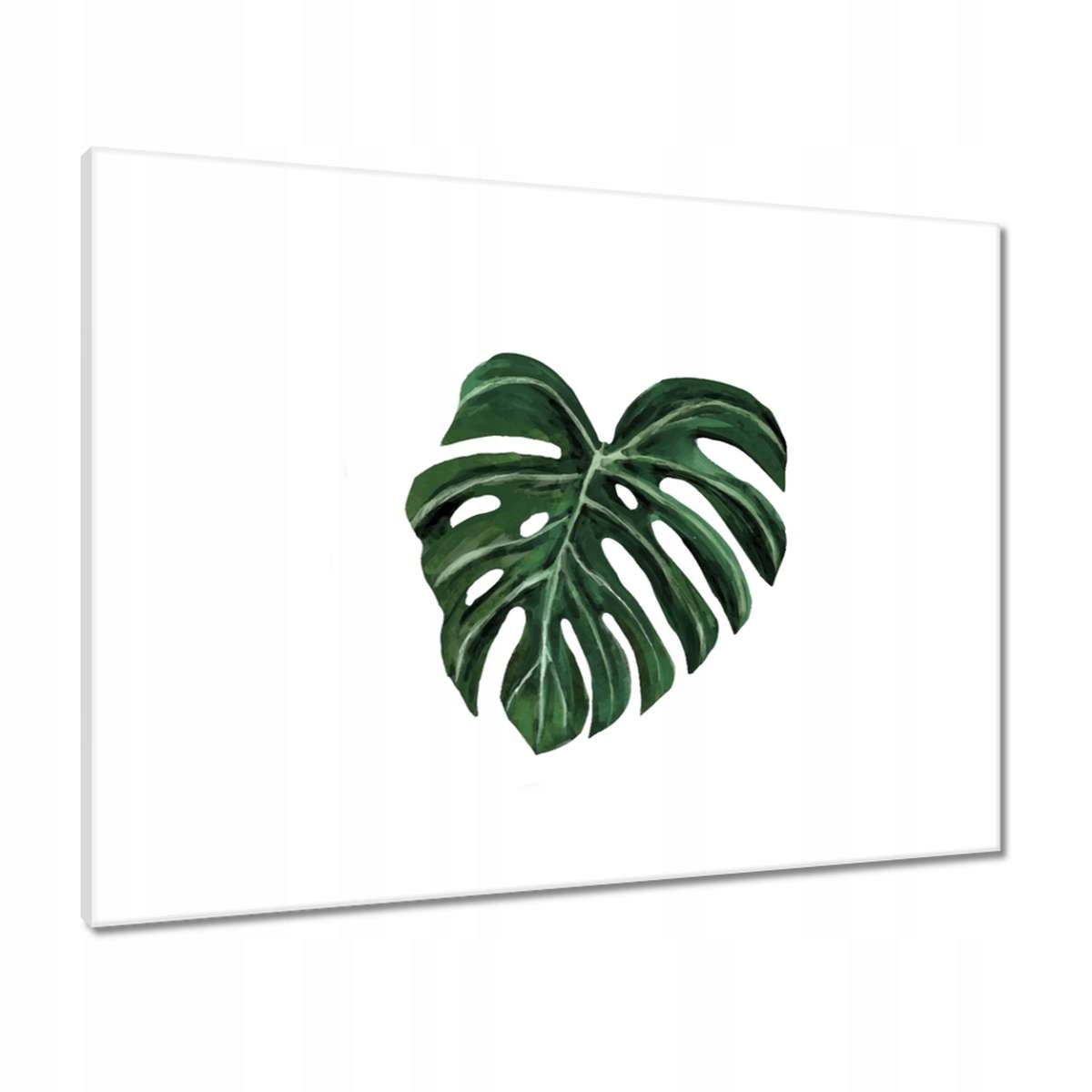 Obrazy 80x60 Monstera deliciosa List