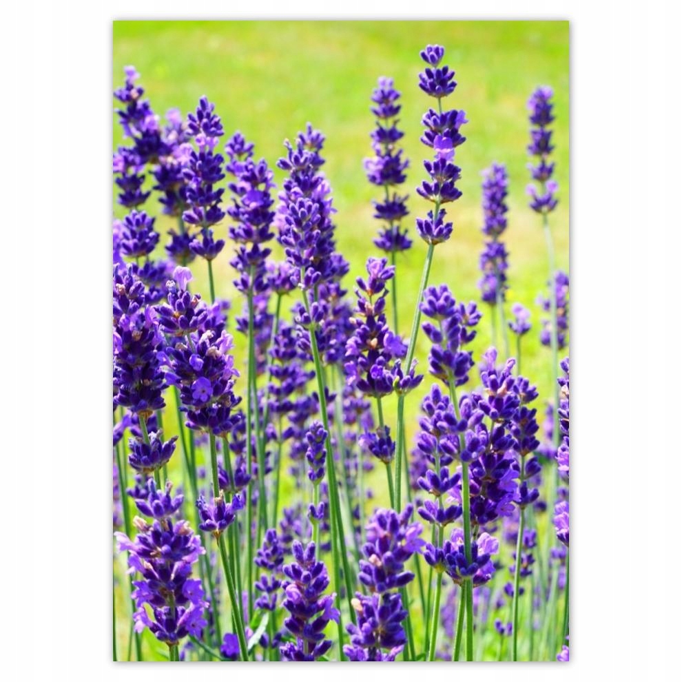 

Plakaty 50x70 Kwiaty lawendy