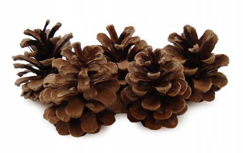 

Szyszki Sosny Czarnej Naturalne Małe Drobne 20 Szt