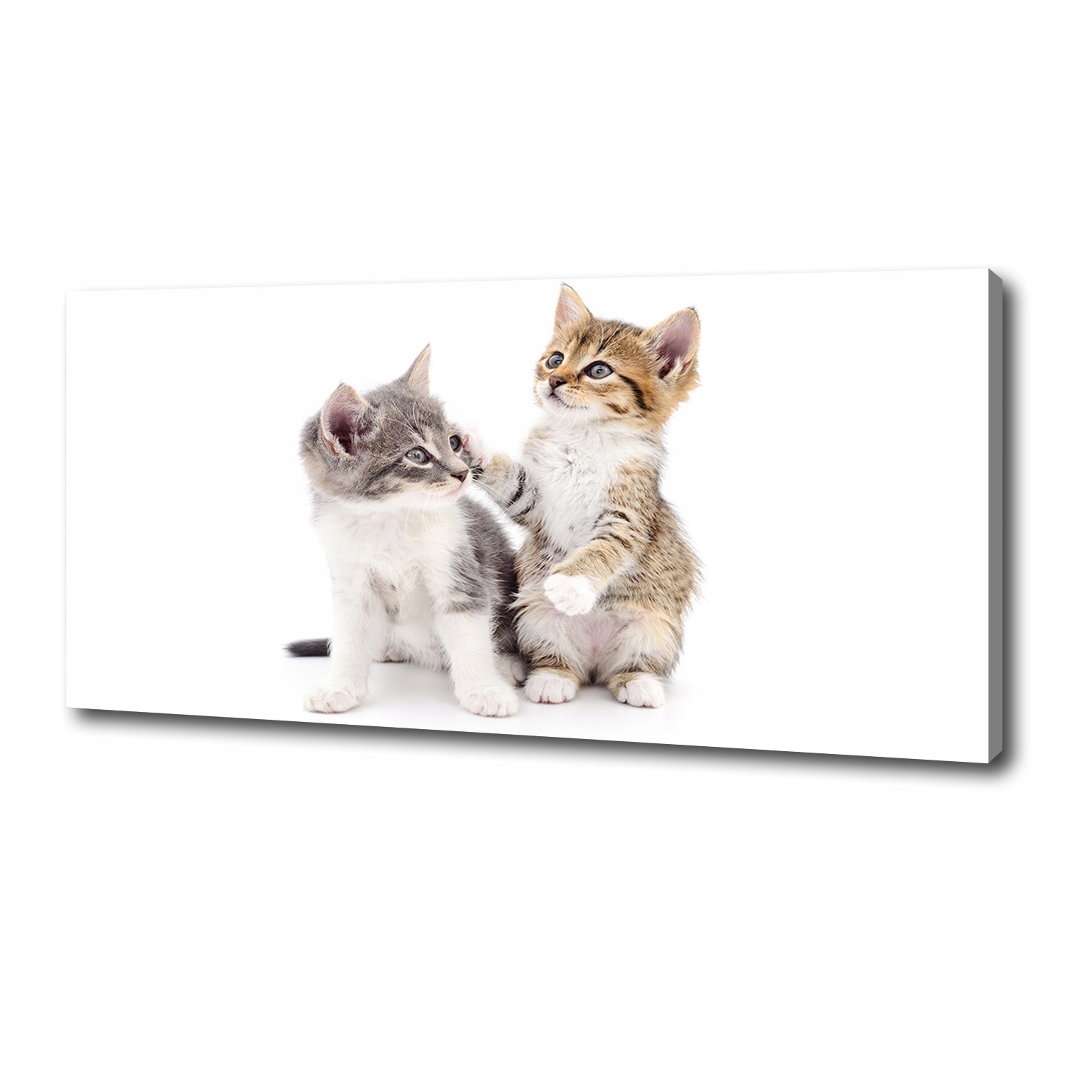 

Foto obraz na płótnie Dwa małe koty 125x50 cm