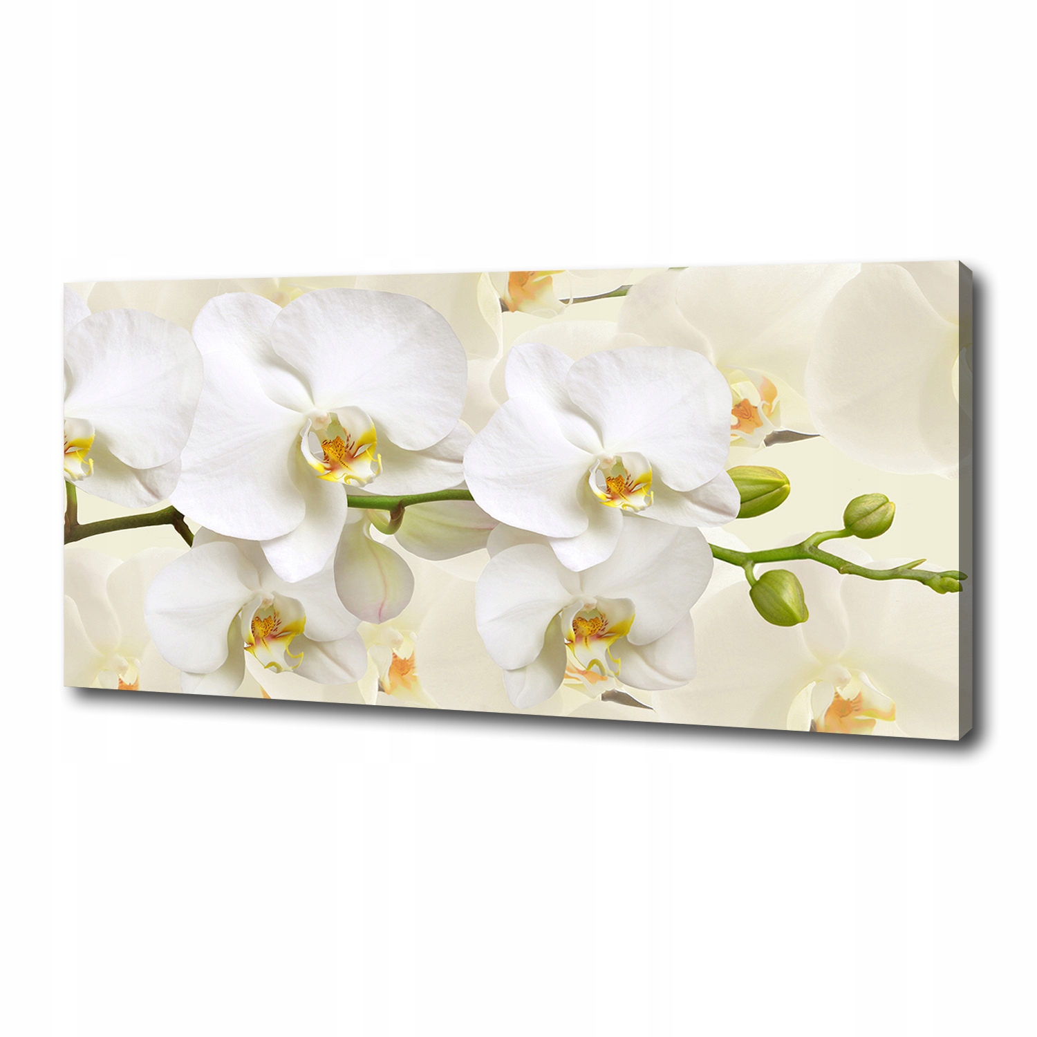 

Foto obraz canvas na ścianę Orchidea 125x50 cm