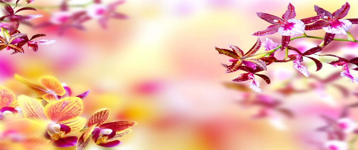 

Tapeta flizelinowa Orchidea Różowy 250x104