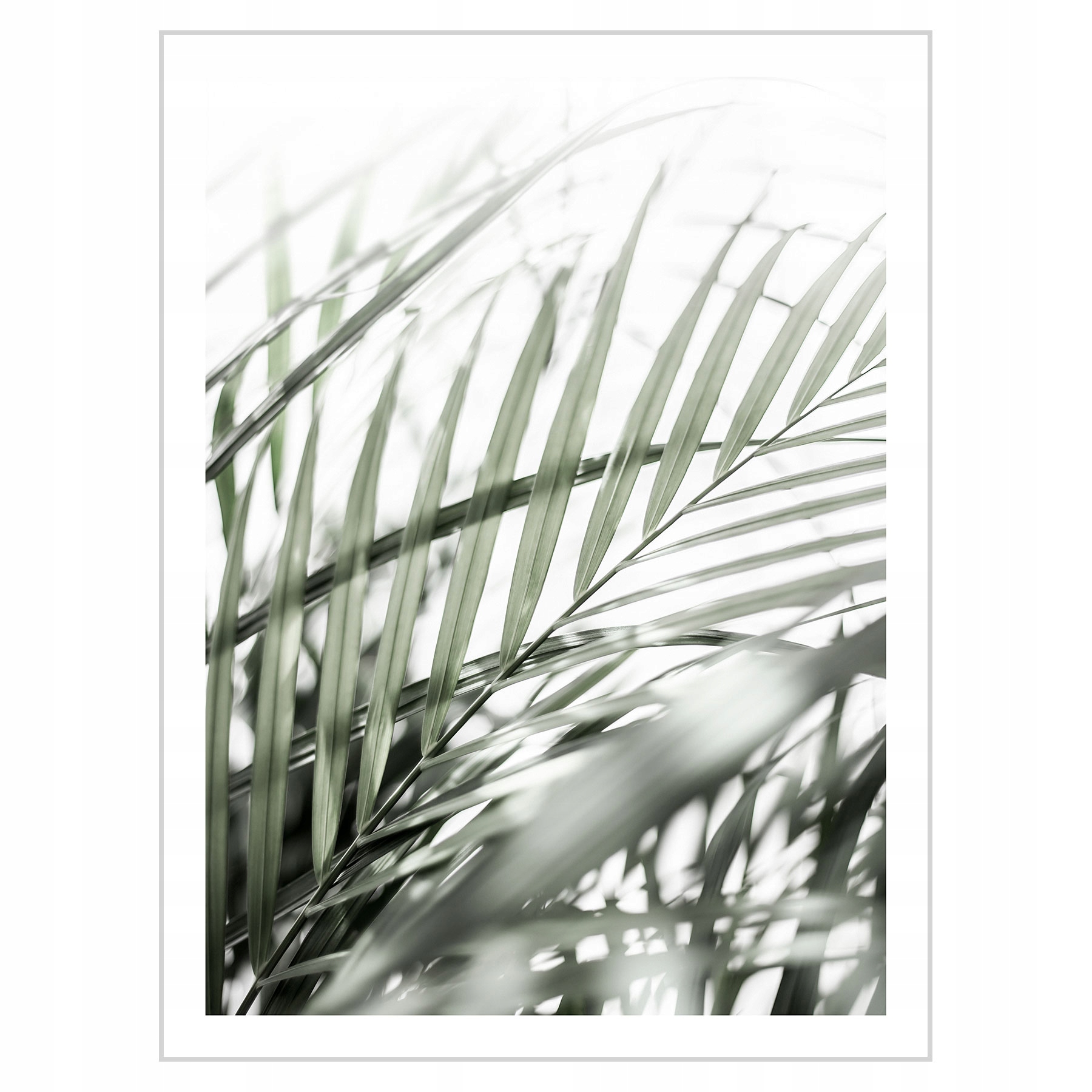 

Plakat 30x40 Zielone liście palmy
