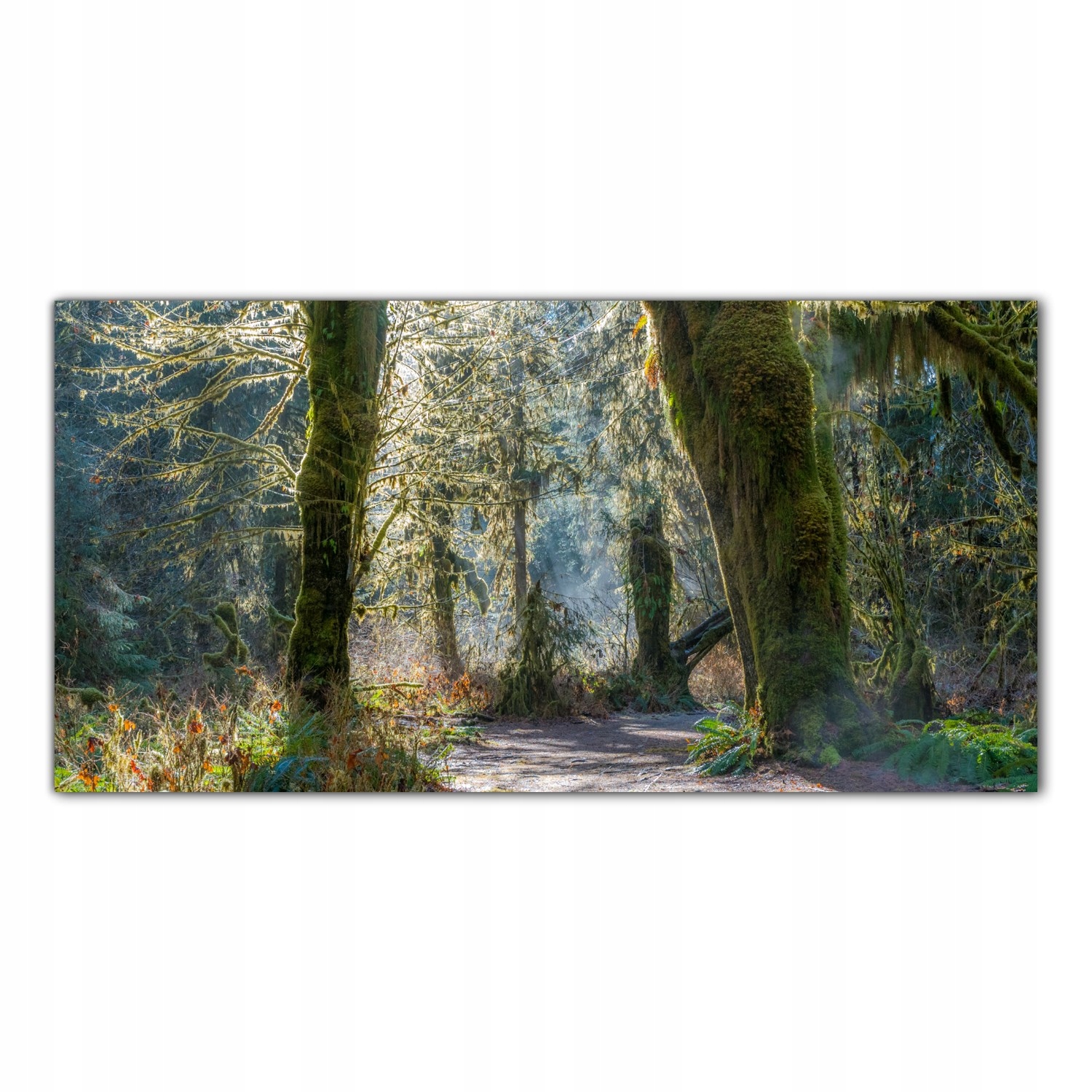 

Obraz Szklany Foto-obraz Bajkowy Las Drzewa 120x60