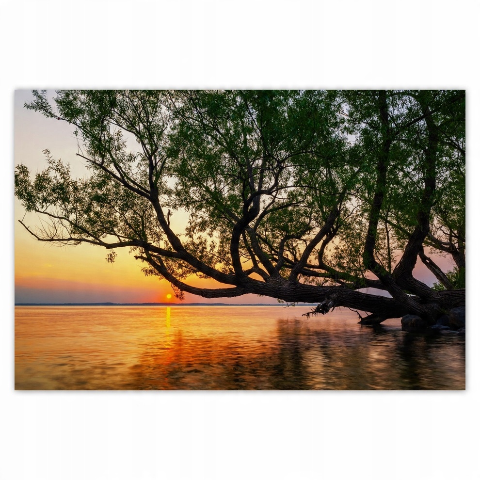 

Plakaty 93x62 Drzewo Liście Jezioro