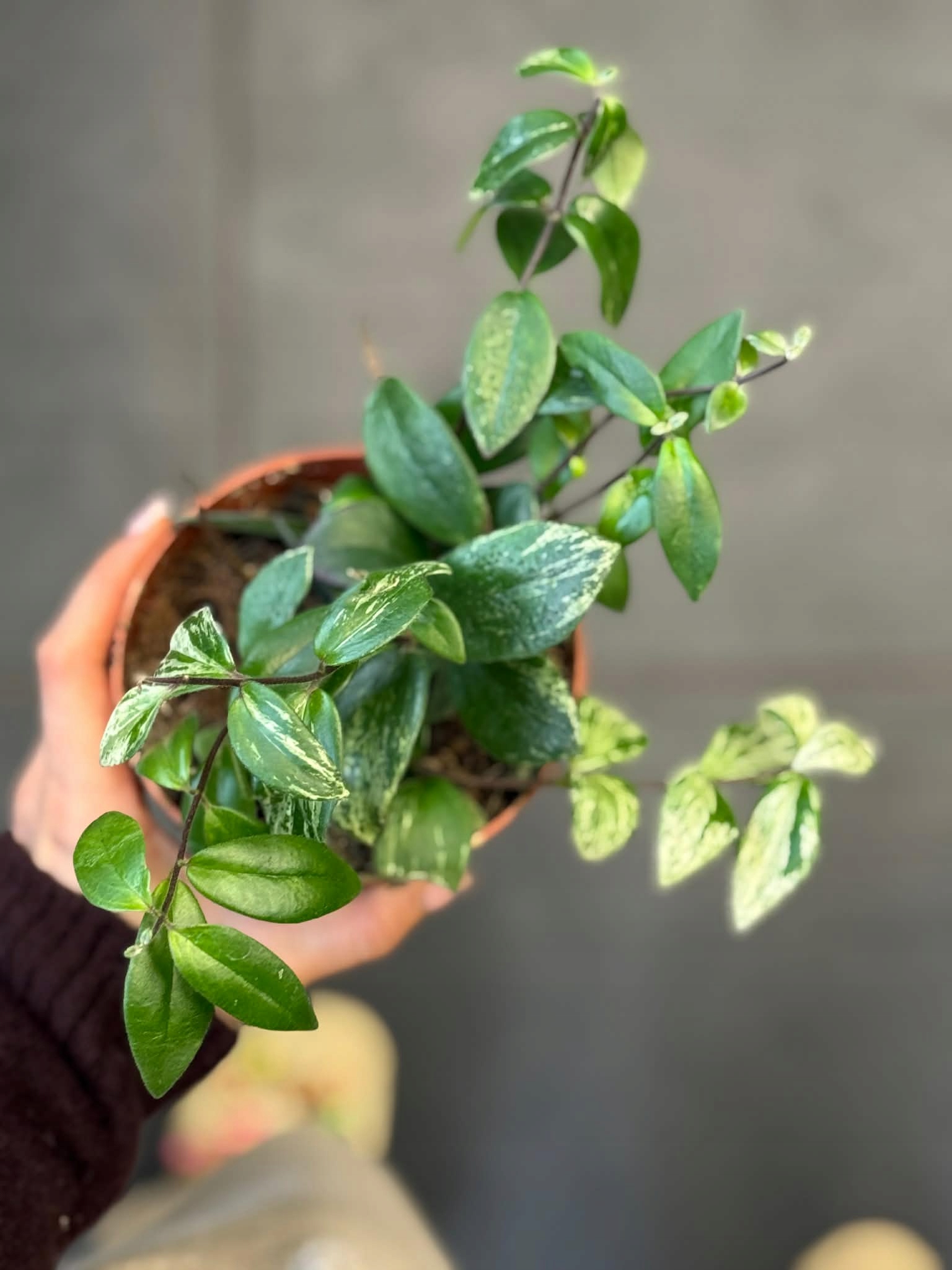 Aeschynanthus lobbianus Variegatus eszynantus DØ12cm